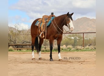 Quarter horse américain, Hongre, 8 Ans, 157 cm, Bai cerise
