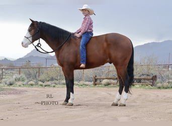Quarter horse américain, Hongre, 8 Ans, 157 cm, Bai cerise