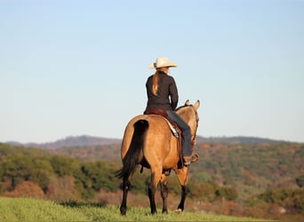 Quarter horse américain, Hongre, 8 Ans, 157 cm, Buckskin