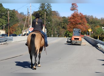 Quarter horse américain, Hongre, 8 Ans, 157 cm, Buckskin