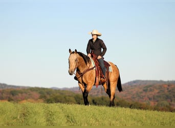 Quarter horse américain, Hongre, 8 Ans, 157 cm, Buckskin