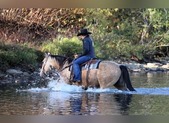 Quarter horse américain, Hongre, 8 Ans, 157 cm, Buckskin