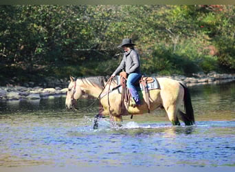 Quarter horse américain, Hongre, 8 Ans, 157 cm, Buckskin