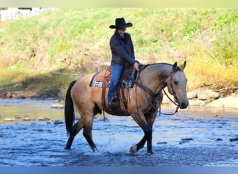 Quarter horse américain, Hongre, 8 Ans, 157 cm, Buckskin
