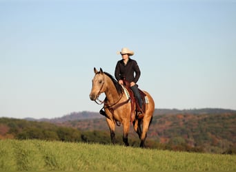 Quarter horse américain, Hongre, 8 Ans, 157 cm, Buckskin