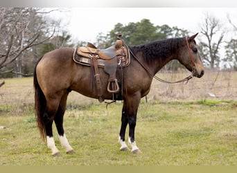 Quarter horse américain, Hongre, 8 Ans, 157 cm, Buckskin