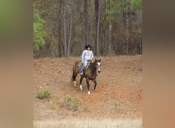 Quarter horse américain, Hongre, 8 Ans, 157 cm, Buckskin
