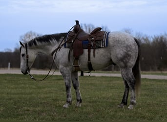Quarter horse américain, Hongre, 8 Ans, 157 cm, Gris