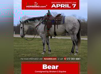 Quarter horse américain, Hongre, 8 Ans, 157 cm, Gris