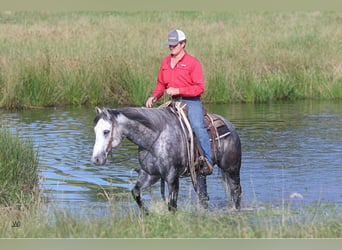 Quarter horse américain, Hongre, 8 Ans, 157 cm, Gris pommelé