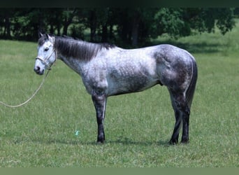 Quarter horse américain, Hongre, 8 Ans, 157 cm, Gris pommelé