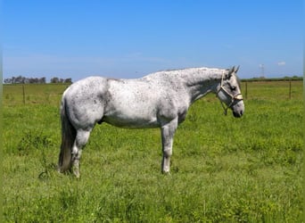 Quarter horse américain, Hongre, 8 Ans, 157 cm, Gris
