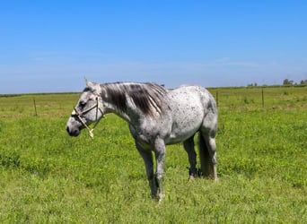 Quarter horse américain, Hongre, 8 Ans, 157 cm, Gris