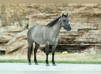 Quarter horse américain, Hongre, 8 Ans, 157 cm, Grullo