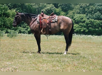 Quarter horse américain, Hongre, 8 Ans, 157 cm, Grullo