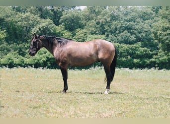 Quarter horse américain, Hongre, 8 Ans, 157 cm, Grullo