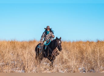 Quarter horse américain, Hongre, 8 Ans, 157 cm, Noir