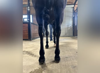 Quarter horse américain, Hongre, 8 Ans, 157 cm, Noir