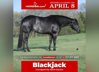 Quarter horse américain, Hongre, 8 Ans, 157 cm, Noir
