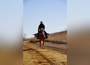 Quarter horse américain, Hongre, 8 Ans, 157 cm, Palomino