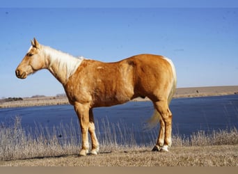 Quarter horse américain, Hongre, 8 Ans, 157 cm, Palomino