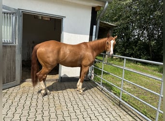 Quarter horse américain, Hongre, 8 Ans, 160 cm, Alezan