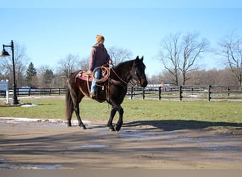 Quarter horse américain, Hongre, 8 Ans, 160 cm, Bai cerise
