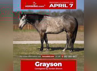 Quarter horse américain, Hongre, 8 Ans, 160 cm, Gris
