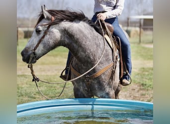 Quarter horse américain, Hongre, 8 Ans, 160 cm, Gris
