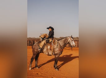 Quarter horse américain, Hongre, 8 Ans, 160 cm, Gris