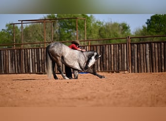 Quarter horse américain, Hongre, 8 Ans, 160 cm, Gris