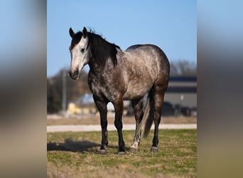 Quarter horse américain, Hongre, 8 Ans, 160 cm, Gris