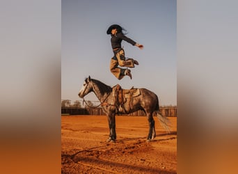 Quarter horse américain, Hongre, 8 Ans, 160 cm, Gris