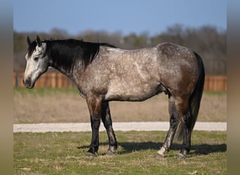 Quarter horse américain, Hongre, 8 Ans, 160 cm, Gris