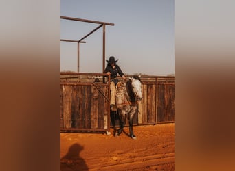 Quarter horse américain, Hongre, 8 Ans, 160 cm, Gris
