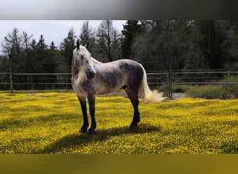 Quarter horse américain, Hongre, 8 Ans, 160 cm, Gris pommelé