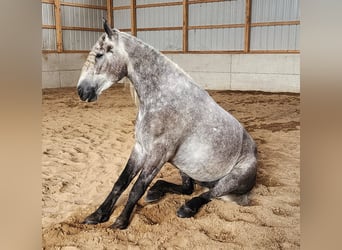 Quarter horse américain, Hongre, 8 Ans, 160 cm, Gris pommelé