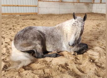 Quarter horse américain, Hongre, 8 Ans, 160 cm, Gris pommelé