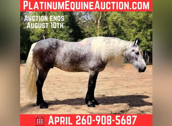 Quarter horse américain, Hongre, 8 Ans, 160 cm, Gris pommelé