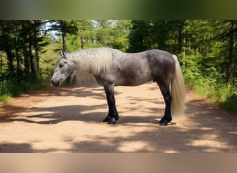 Quarter horse américain, Hongre, 8 Ans, 160 cm, Gris pommelé