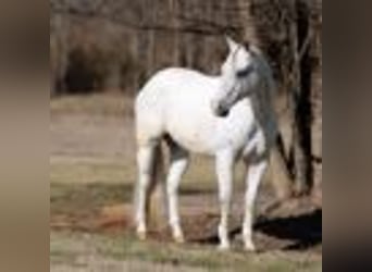 Quarter horse américain, Hongre, 8 Ans, 160 cm, Gris
