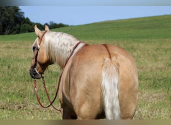 Quarter horse américain, Hongre, 8 Ans, 160 cm, Palomino