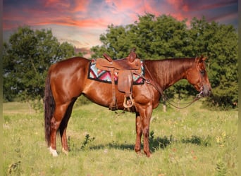 Quarter horse américain, Hongre, 8 Ans, 160 cm, Rouan Rouge