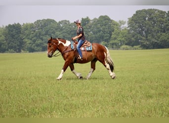Quarter horse américain, Hongre, 8 Ans, 160 cm, Tobiano-toutes couleurs