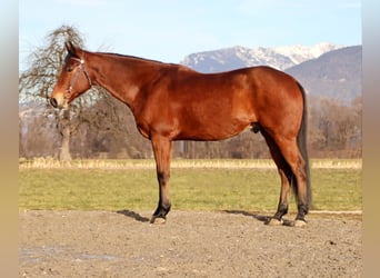 Quarter horse américain, Hongre, 8 Ans, 162 cm, Bai