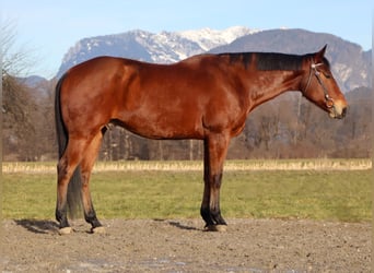 Quarter horse américain, Hongre, 8 Ans, 162 cm, Bai