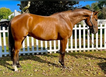 Quarter horse américain, Hongre, 8 Ans, 163 cm, Bai cerise
