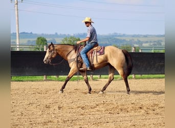 Quarter horse américain, Hongre, 8 Ans, 163 cm, Buckskin