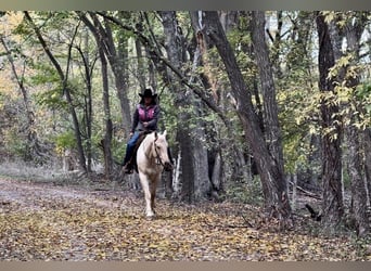 Quarter horse américain, Hongre, 8 Ans, 163 cm, Palomino