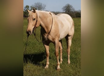 Quarter horse américain, Hongre, 8 Ans, 163 cm, Palomino